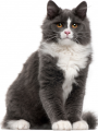 Сухой корм Happy Cat для пожилых кошек (старше 7 лет) Сухой корм Happy Cat для пожилых кошек (старше 7 лет)