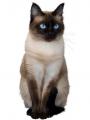 Сухой корм Royal Canin для взрослых кошек (от 1 года до 7 лет) Сухой корм Royal Canin для взрослых кошек (от 1 года до 7 лет)