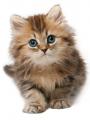 Сухой корм Royal Canin для котят (до 1 года) Сухой корм Royal Canin для котят (до 1 года)
