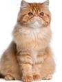 Сухой корм Royal Canin для пожилых кошек (старше 7 лет) Сухой корм Royal Canin для пожилых кошек (старше 7 лет)