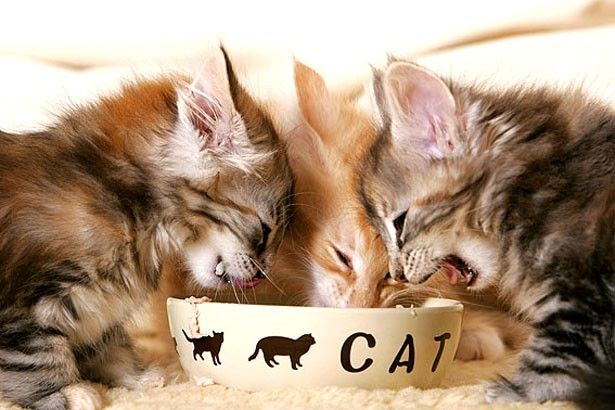 Котята едят Котята едят