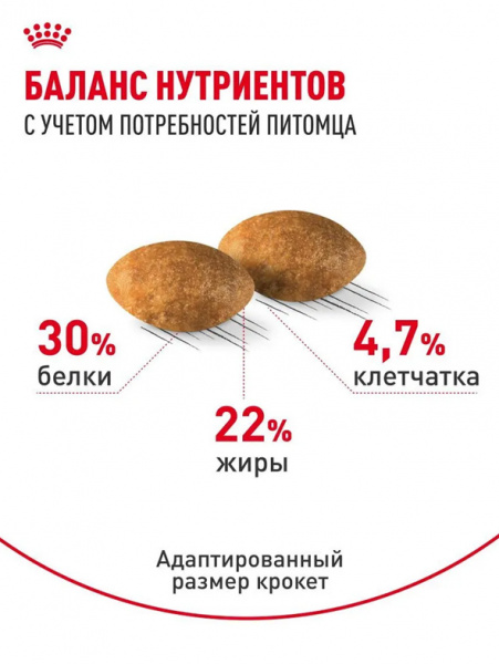 Royal Canin Persian Adult купить в ZooKorm24.ru
