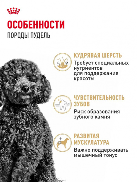 Royal Canin Poodle Adult купить в ZooKorm24.ru
