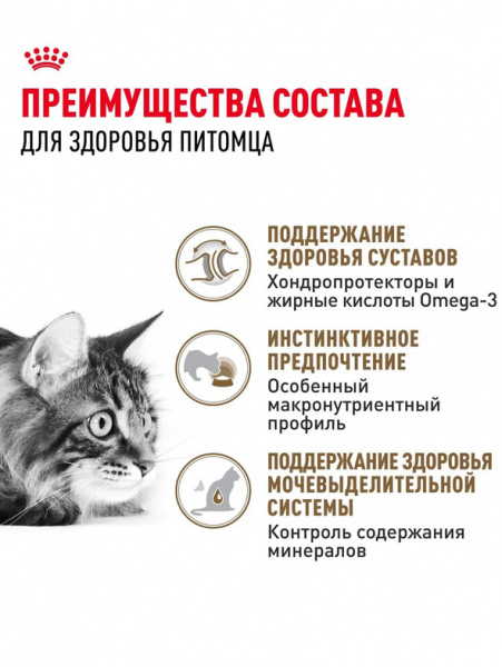Royal Canin Ageing 12+ купить в ZooKorm24.ru
